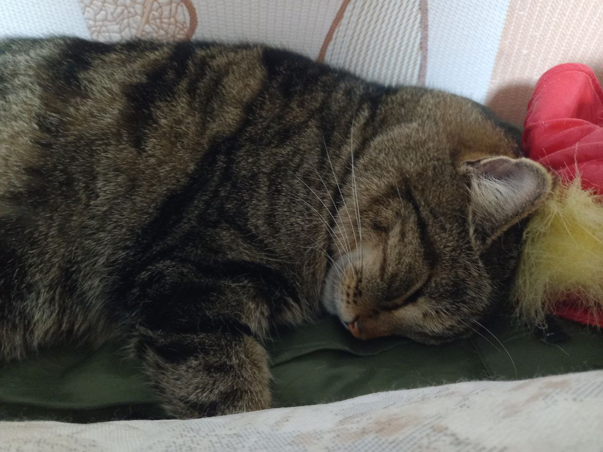 Плюша спит. Устал бедолага.