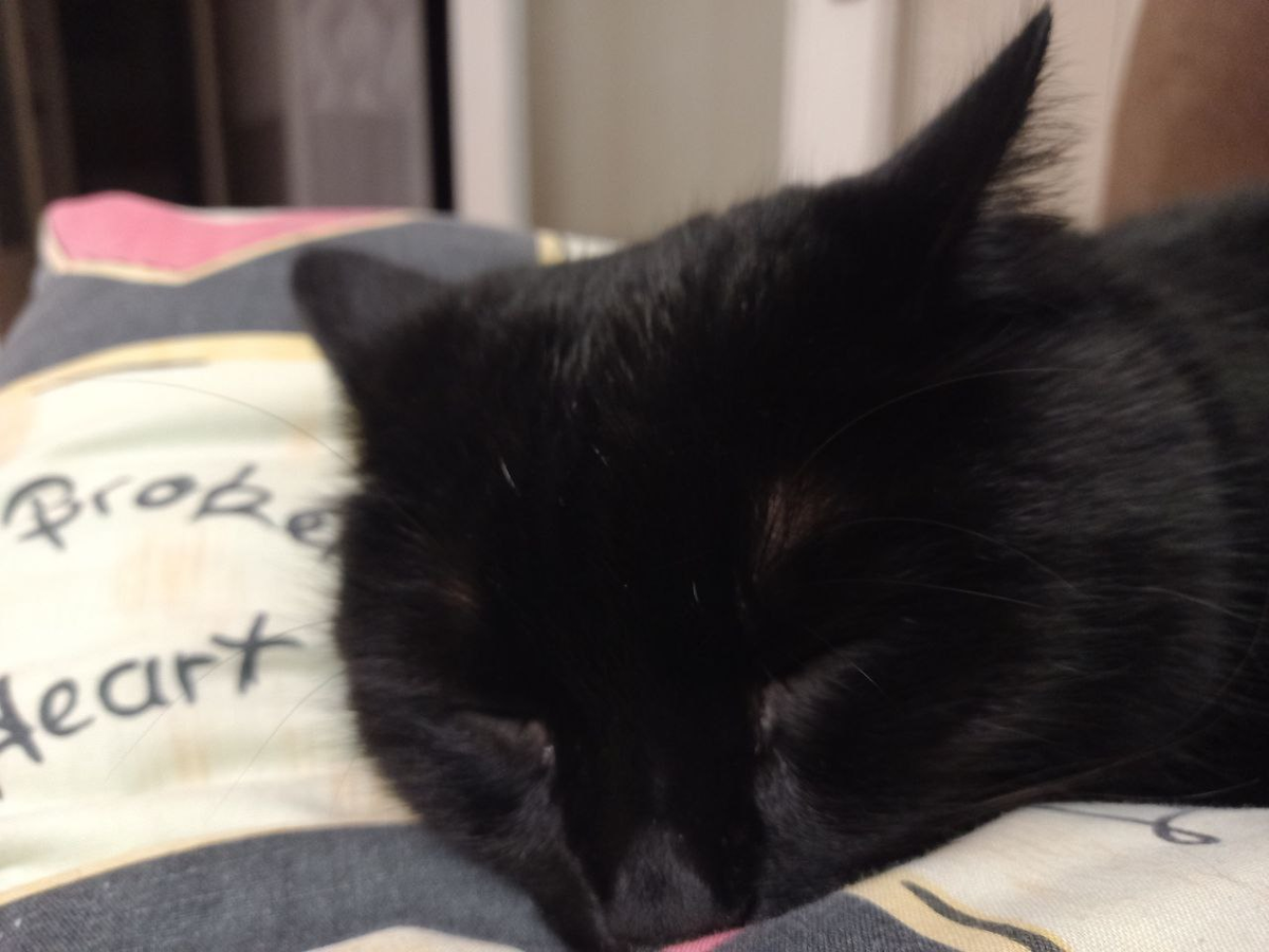 Кусик тоже уткнулся в подушку. Сладкий мой кот! Храпит во сне.