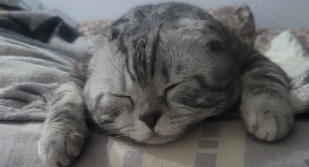 Чем пахнут кошки
