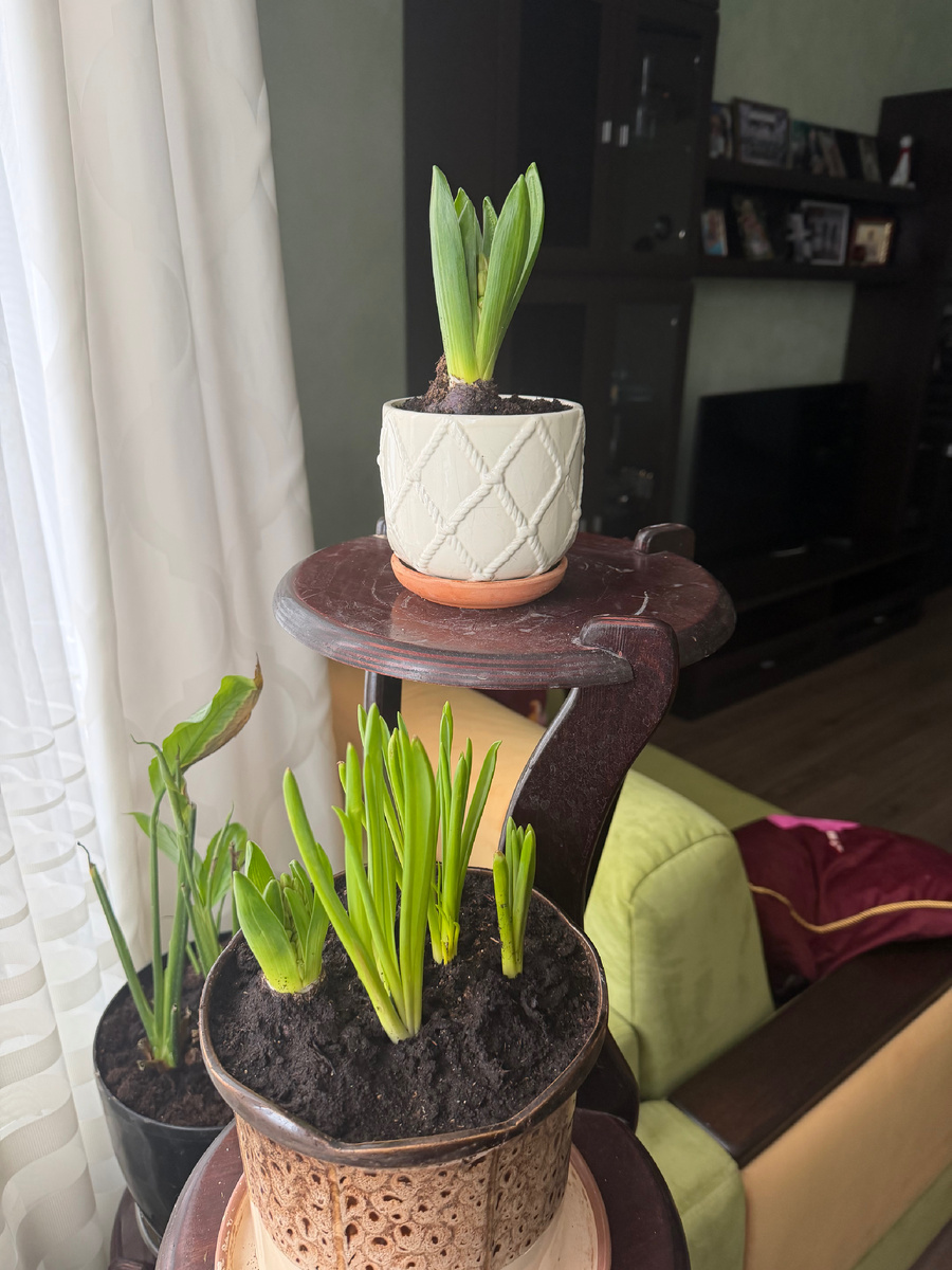 Вот такая красота будет радовать глаз в марте-апреле)