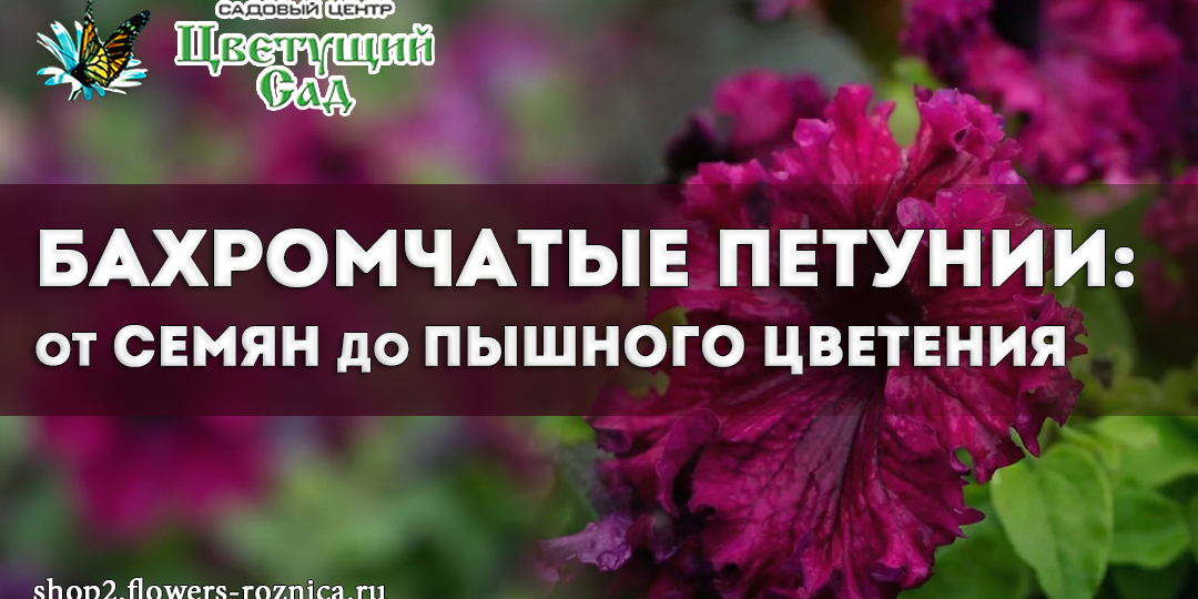 Бахромчатые петунии: от семян до пышного цветения