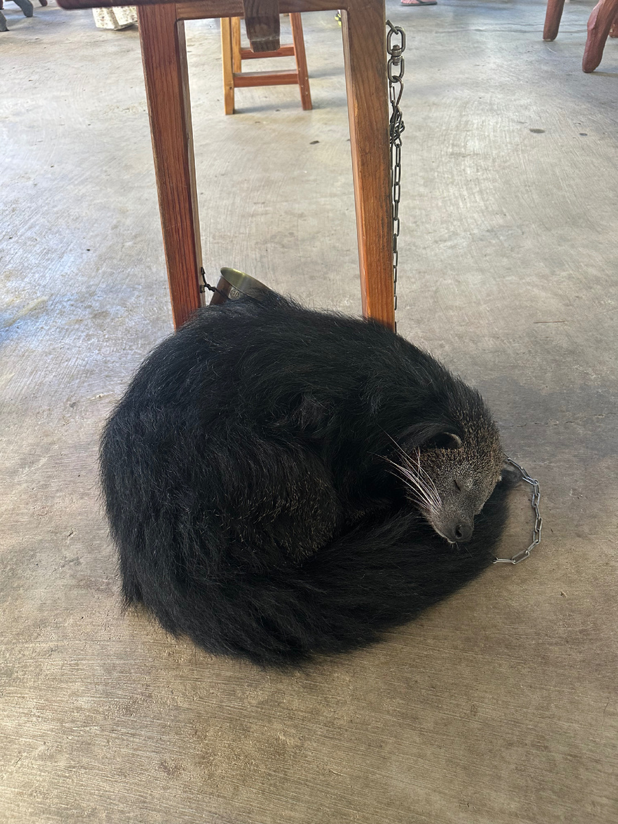 Один безмятежно спал. А второй общался с туристами. Меня даже попытался укусить (острожно взял зубами) за большой палец на ноге, видимо он ему показался кофейной ягодкой из-за розового лака на ногтях. 