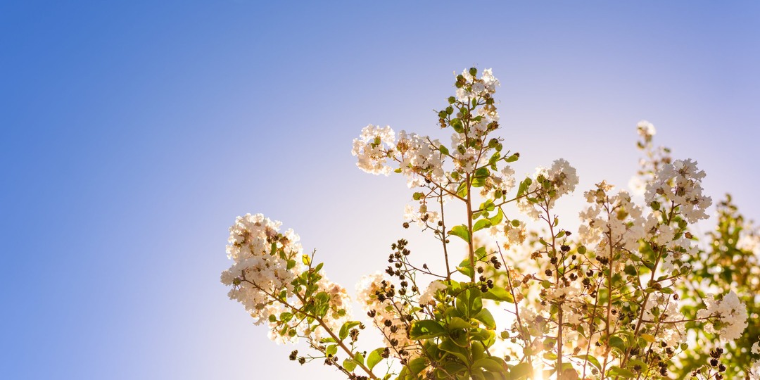 11 марта воздух прогреется до весенних +15: Сочи накрывает субтропическое тепло