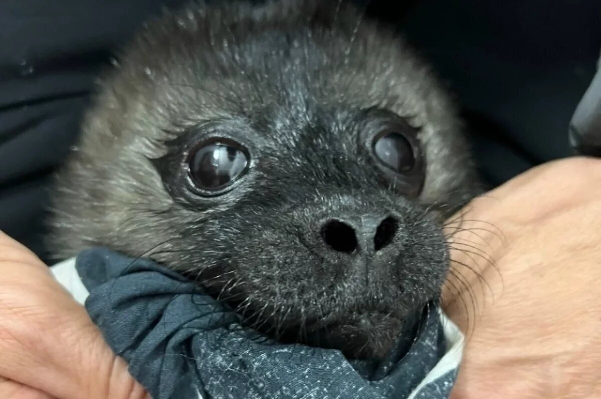    На Ладожском озере спасли новорождённую нерпу