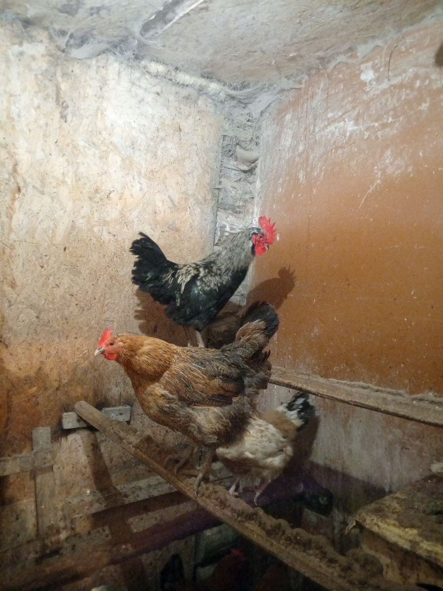 Вот такой был красавчик