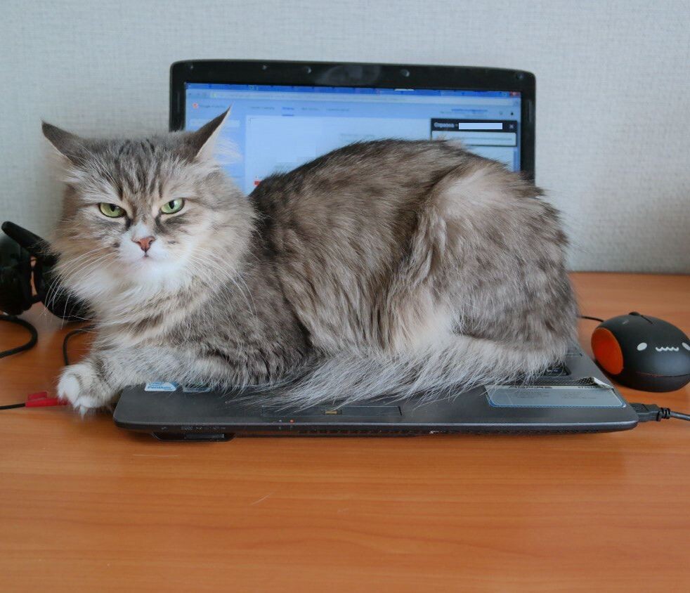 Вот примерно так Боня на нас и смотрела: "БЕсите!" 