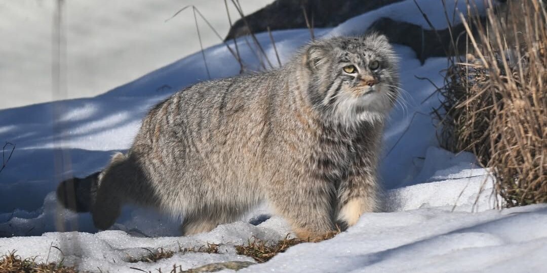 Ещё один вечер с Аркасом перед тем, как он отправится обратно в свой вольер и, возможно, вернётся только в следующем году