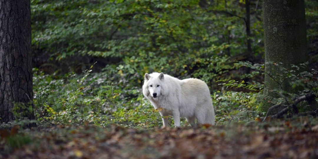 Не поворачивайтесь спиной: правила поведения с волком от практикующего ветеринара