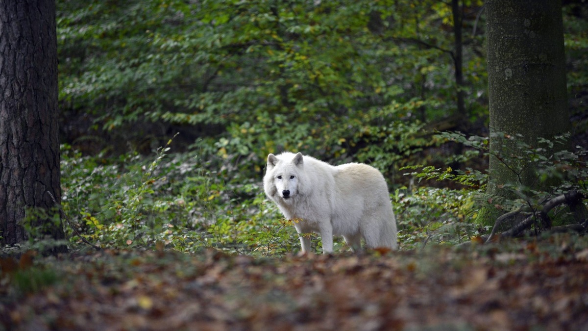    Численность волков в Подмосковье, по данным, выросла в 4,5 раза за зиму