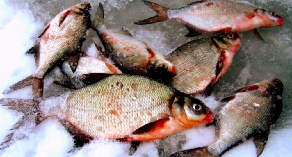 Как ловить рыбу на реке зимой: где искать леща, судака и щуку по последнему льду