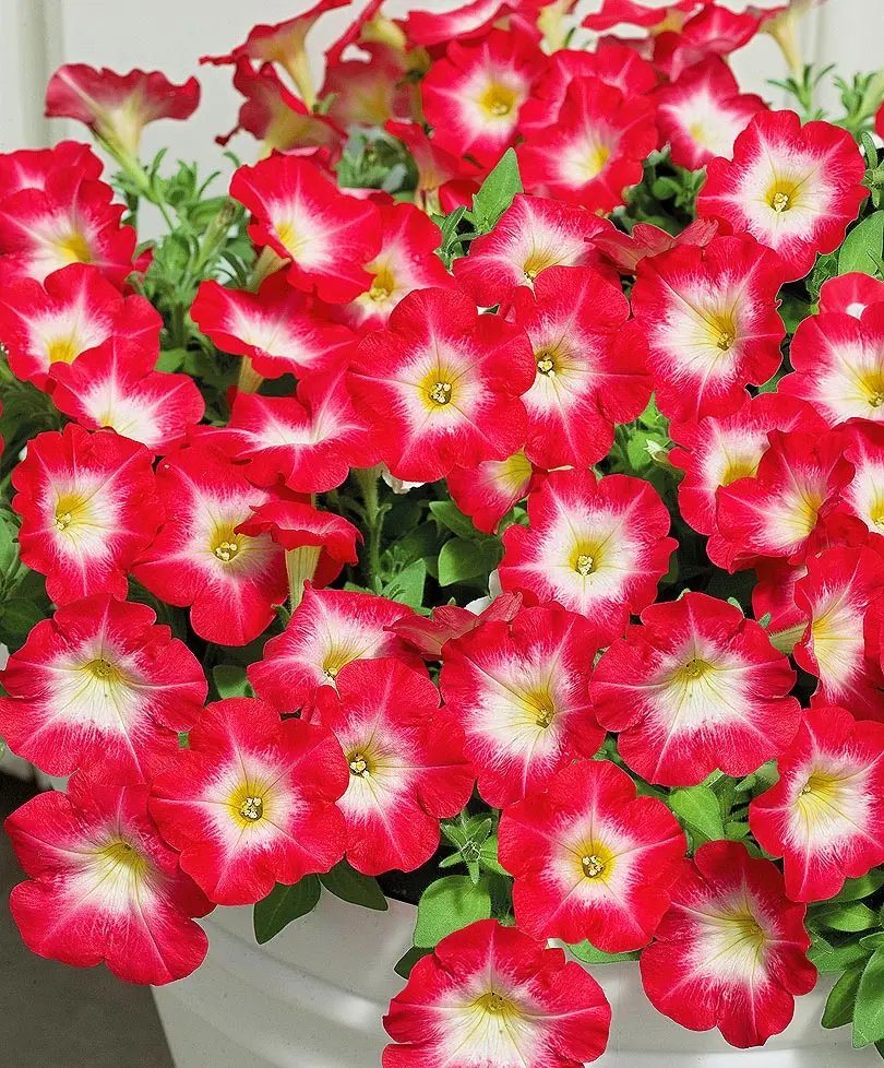 Петуния кустовая мультифлора