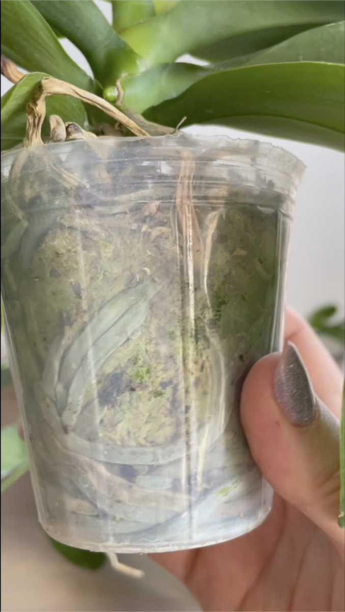 Азиатская орхидея фаленопсис в размере 2,5 дюйма. Орхидеи С Еленой Кузнецовой