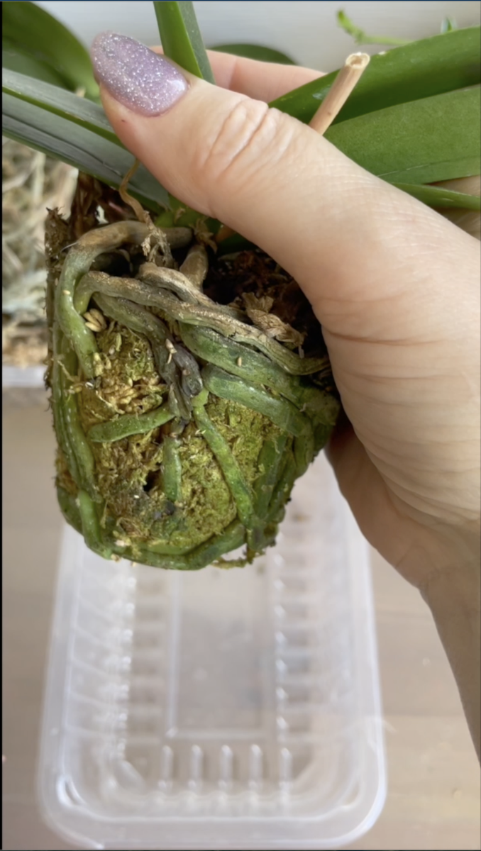 Много корней. здоовая орхидейная рассада. Орхидеи С Еленой Кузнецовой