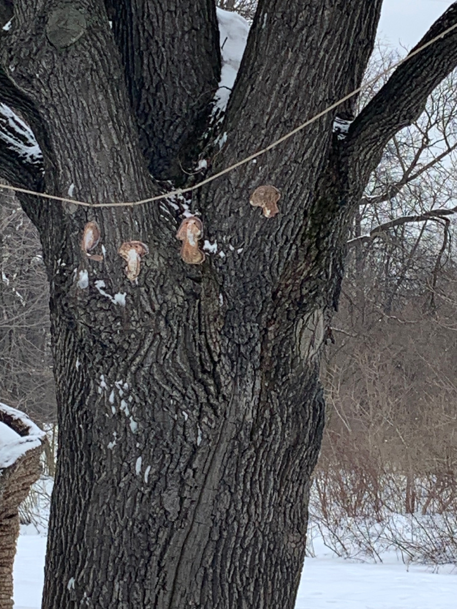 Фотографии сделаны в Аптекарском огороде  