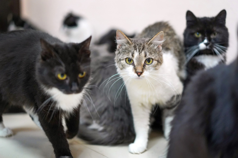    Shutterstock/FOTODOM