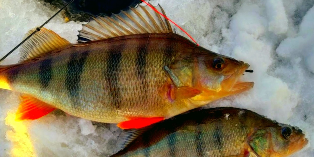 Как ловить на чертика зимой: главная ошибка проводки, из-за которой молчит даже активный окунь