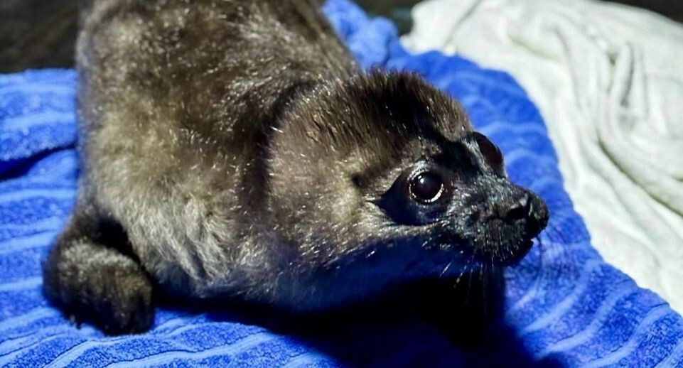    Водоканал Санкт-Петербурга