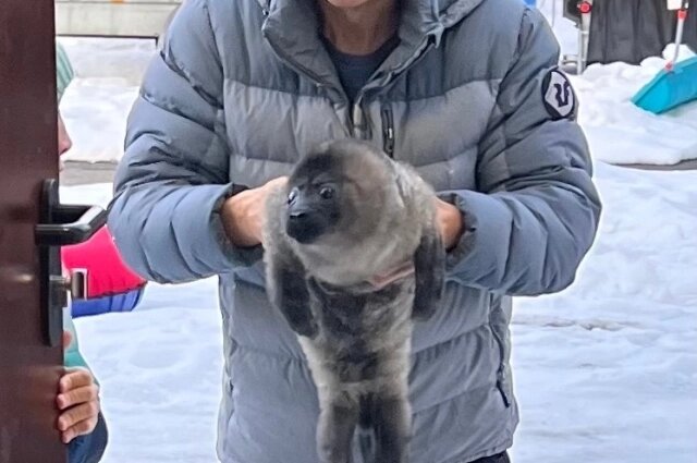    Фото: Фонд друзей балтийской нерпы