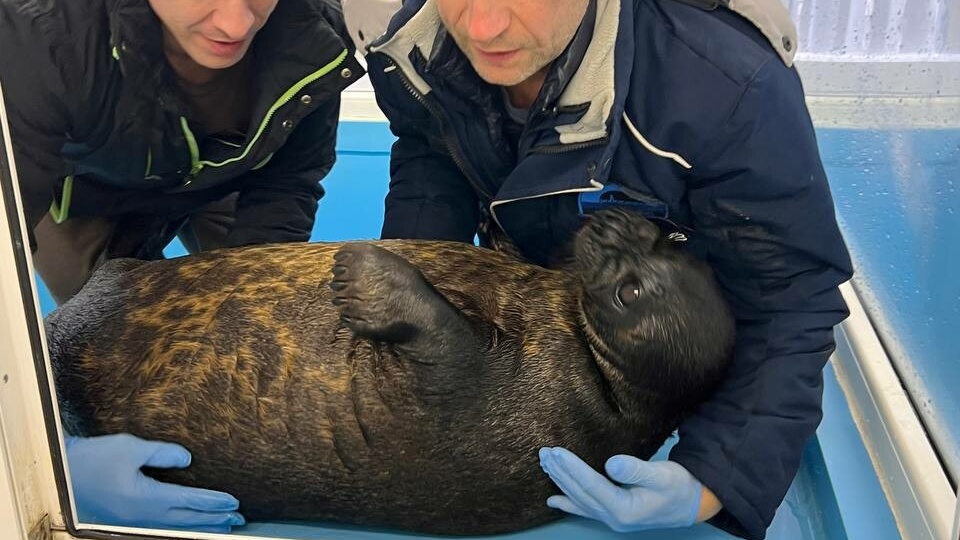 Нерп Крошика и Шлиссика перевели в уличный бассейн