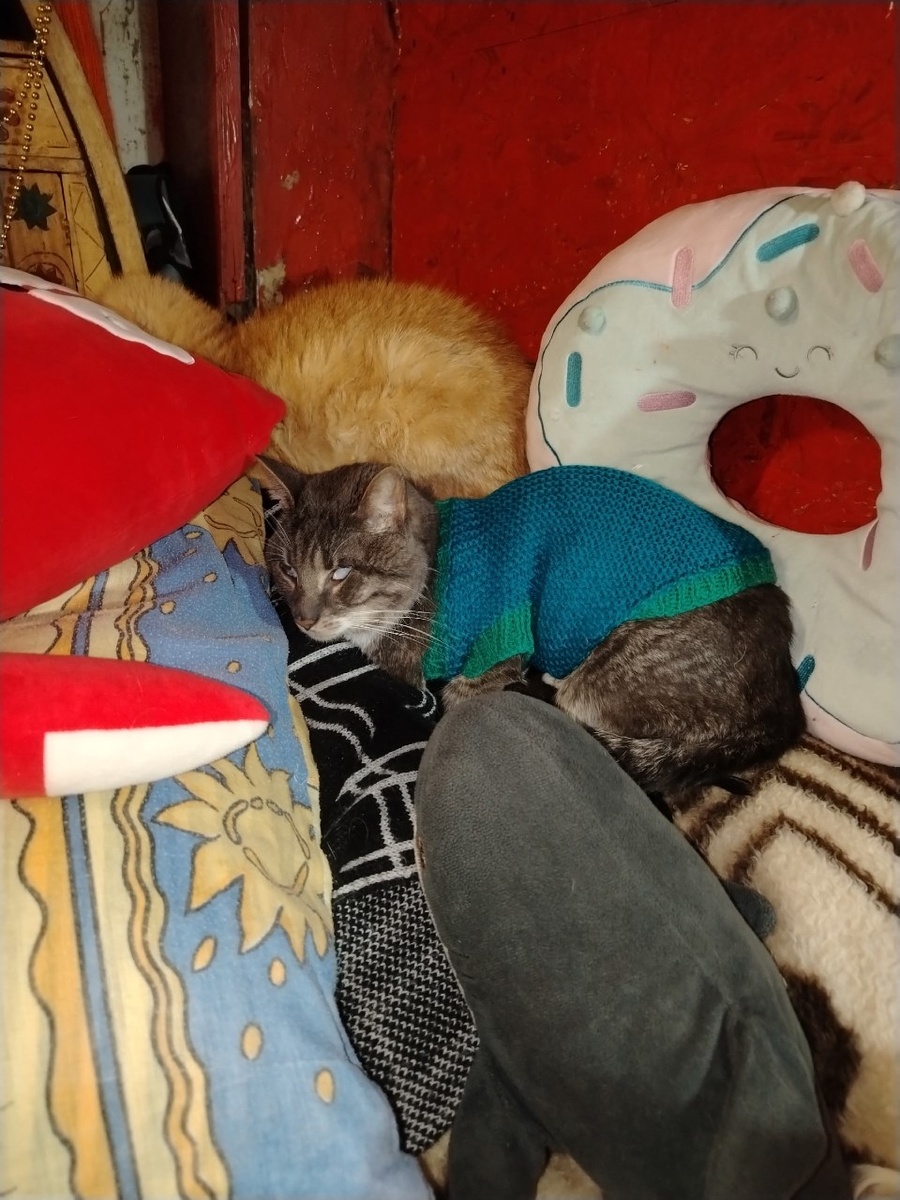 Вы, конечно, извините, но я тут, кажется, не в приюте, а в пятизвездочном спа-отеле. Где мой массаж?