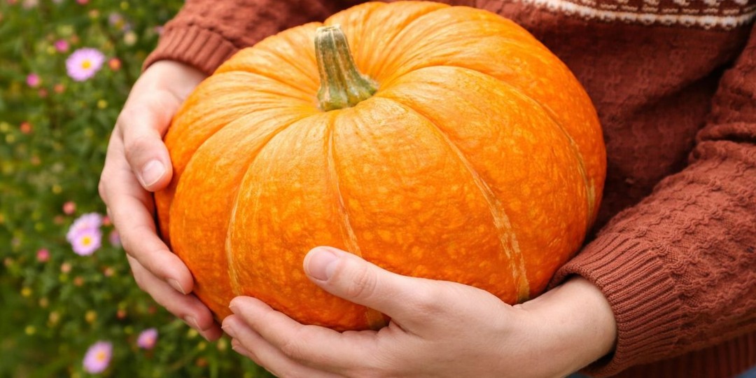 Какие тыквы точно стоит сажать? Самые вкусные и надёжные сорта