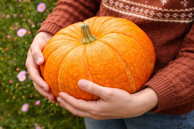 Какие тыквы точно стоит сажать? Самых вкусные и надёжные сорта  📷
