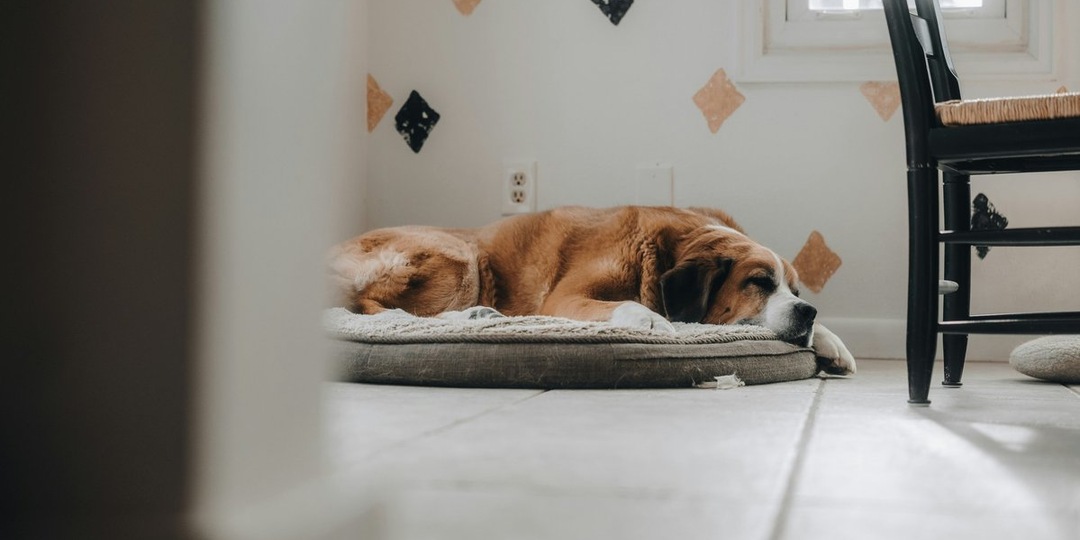 УЗИ печени собаке: показания и способ проведения процедуры