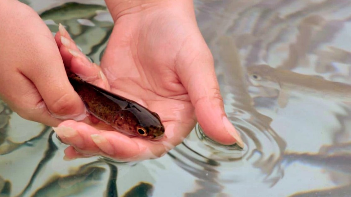 Важно правильно выпускать рыбу