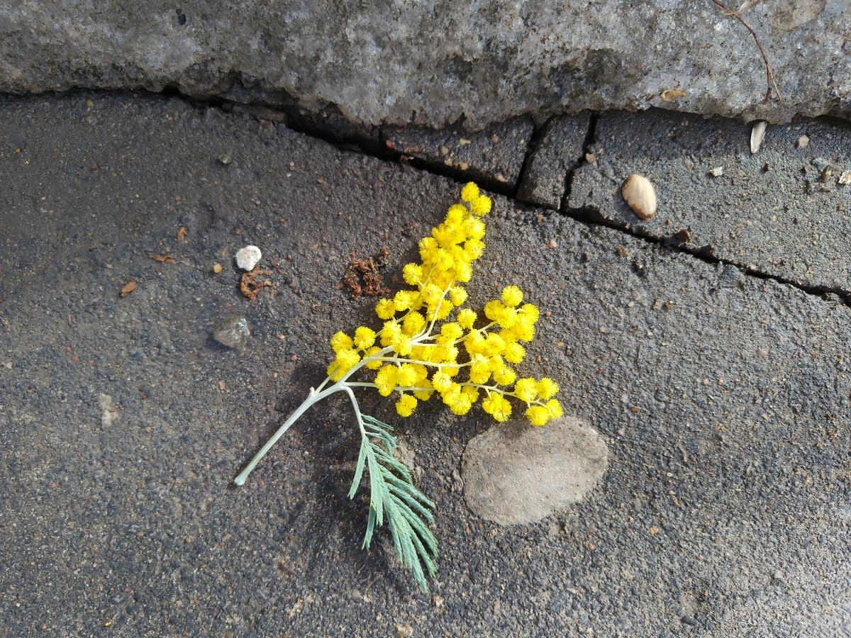 Фото автора. Кто-то недонес