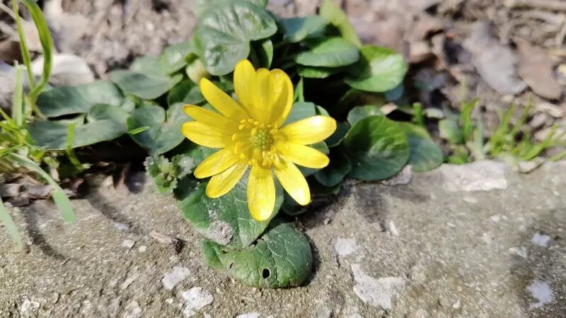 Весенние приметы работают и в Новороссийске