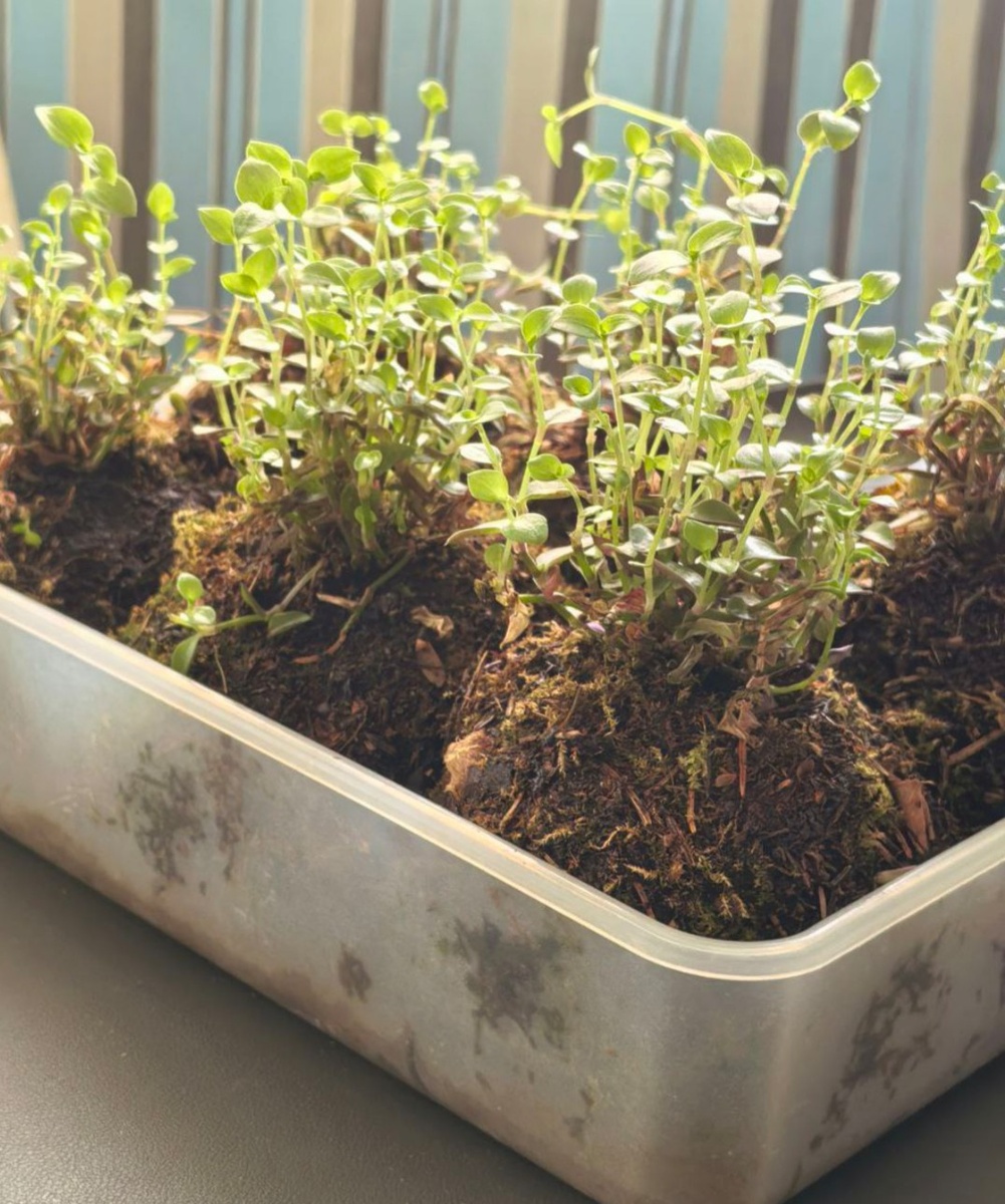 Каллизия в моховые шарах