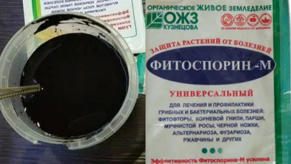 Справа — паста прямо из упаковки, слева — готовый маточный раствор. Разница не только в виде, но и в том, живы ли бактерии внутри