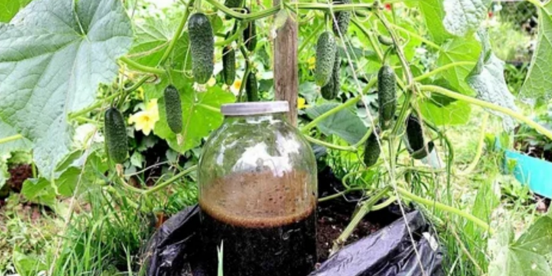 Почему фитоспорин не работает у половины огородников