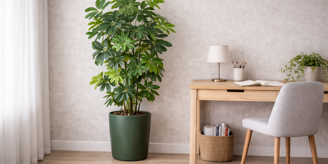 7 комнатных растений, которые выглядят дорого и делают интерьер выразительным