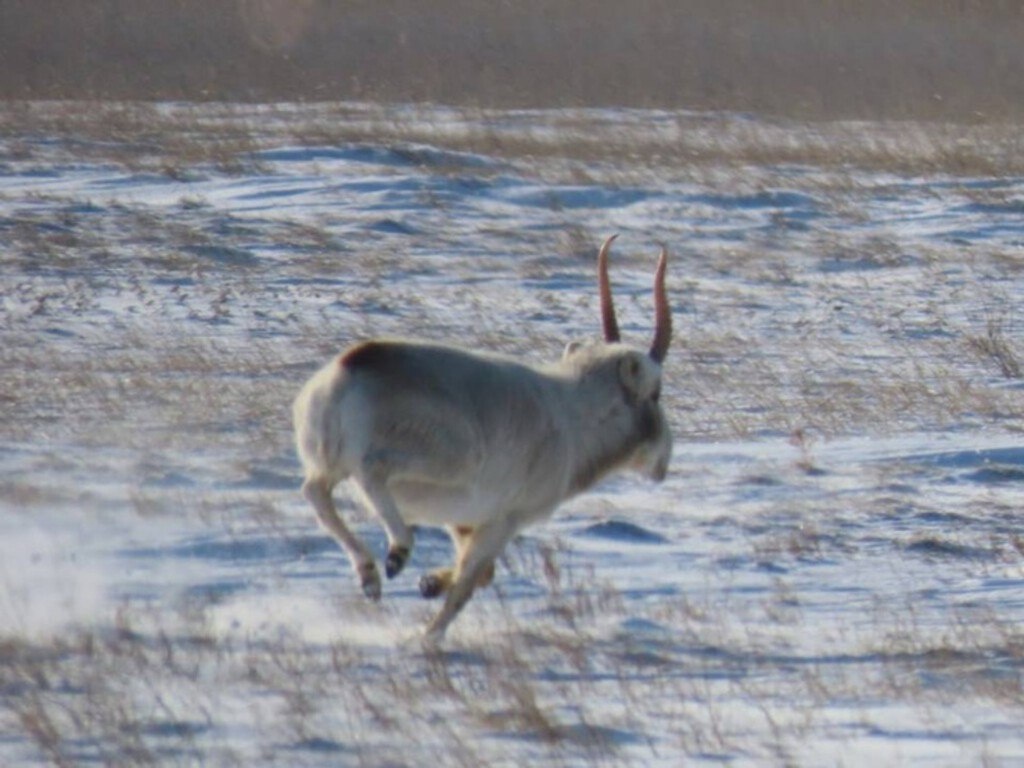    Сайгак решил поселиться в заповеднике на территории Оренбургской области