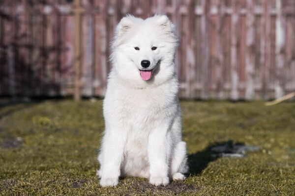 Zanna Pesnina/Shutterstock/FOTODOM   📷