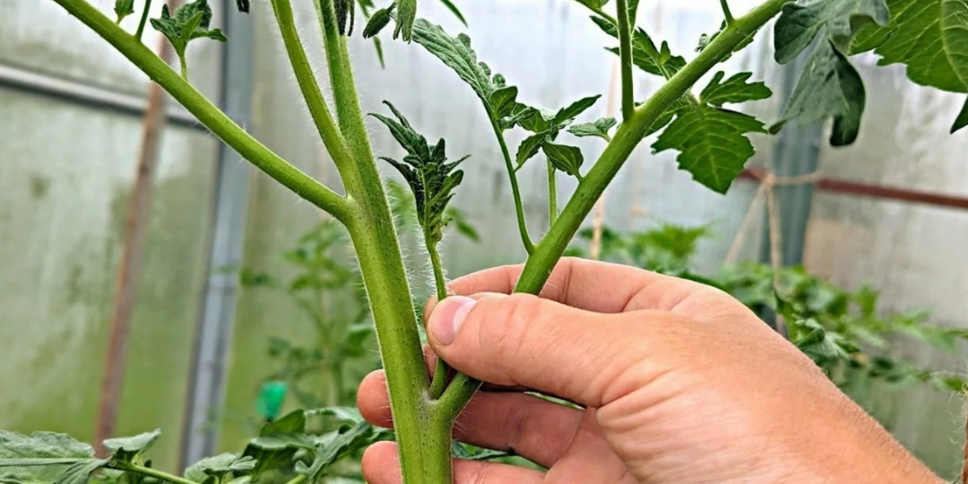 Пасынкование томатов: полная инструкция, которую не дают в интернете