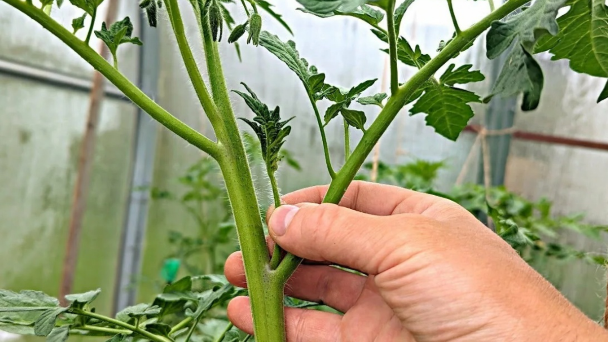 Выламывание пальцем — самый безопасный способ. Главное — оставить пенек