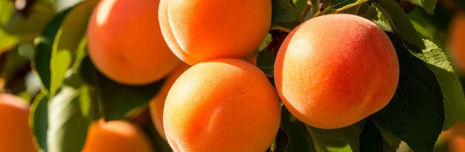 Абрикос Триумф Севера (Триумф Северный): особенности сорта