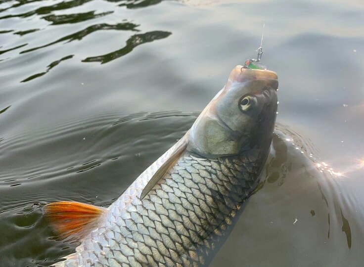 Мощная поклевка, визг фрикциона и резкое провисание шнура. Банальная оплошность с приманкой лишила меня трофея.