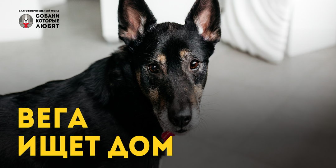 Вега ищет дом