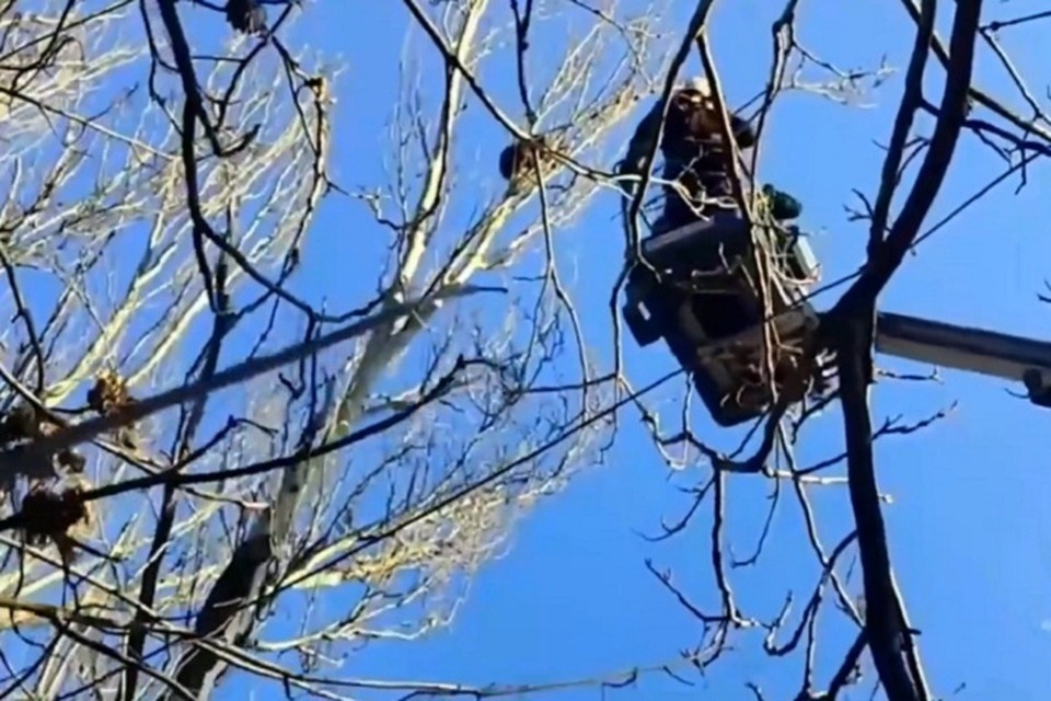   С помощью спецтехники специалисты аккуратно сняли енота с верхушки дерева и благополучно доставили его на землю. Фото: МЧС России по ДНР