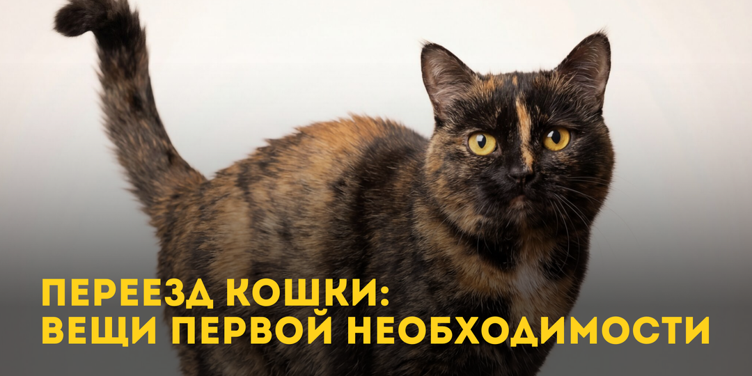 Переезд кошки: вещи первой необходимости