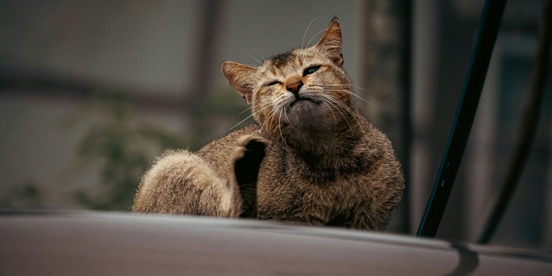 УЗИ желудка кошке: показания и способ проведения процедуры