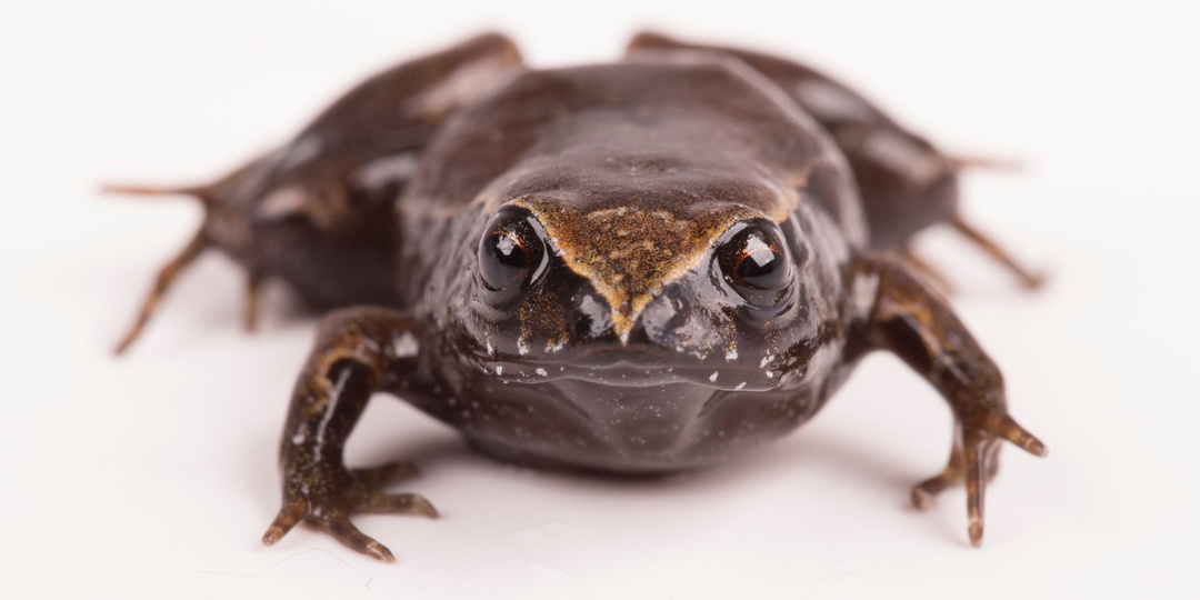 Квакающая дюжина – 2025