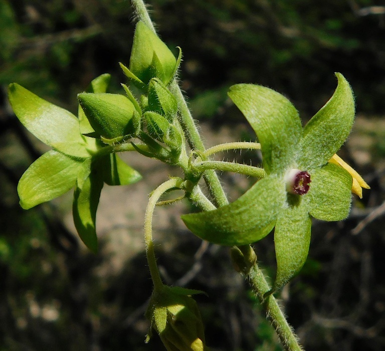 Polystemma margaritadelacerdae (семейство Кутровые, Apocynaceae)