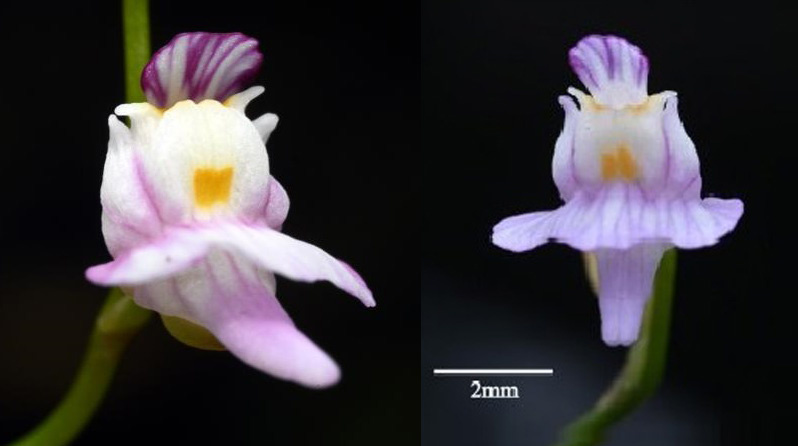 Utricularia damingshanensis (семейство Пузырчатковые, Lentibulariaceae)