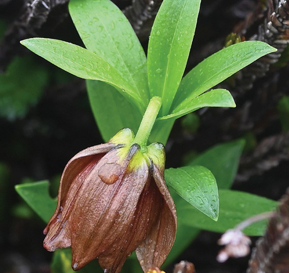 10 новых для науки цветочков к 8 Марта, хотя уже 9-е