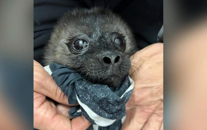 Спасённому детёнышу нерпы дали имя Нерпулька. Обложка © VK / Спасение тюленей