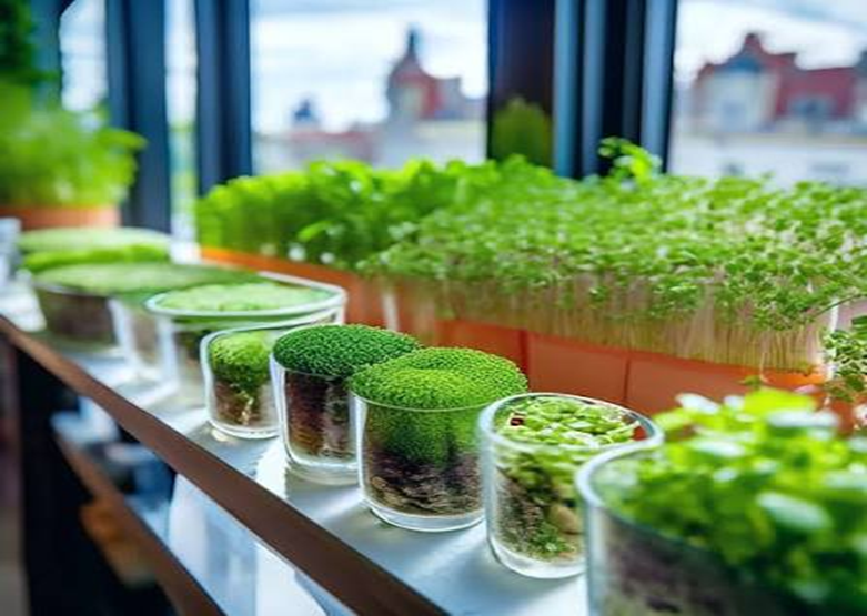 Микрозелень на подоконнике